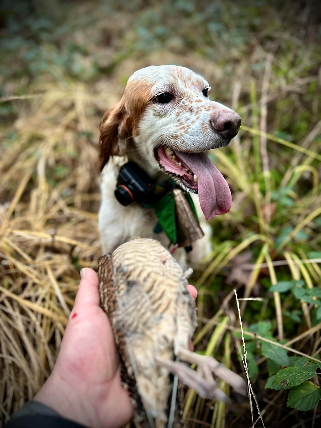RUMBA du mas de fontcouverte