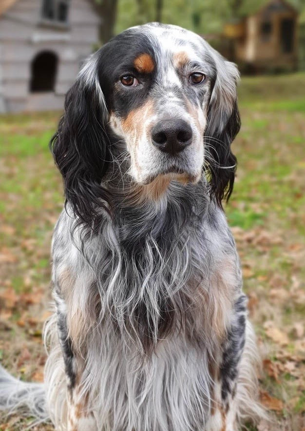 LUCKY Du Moulin Malaguet