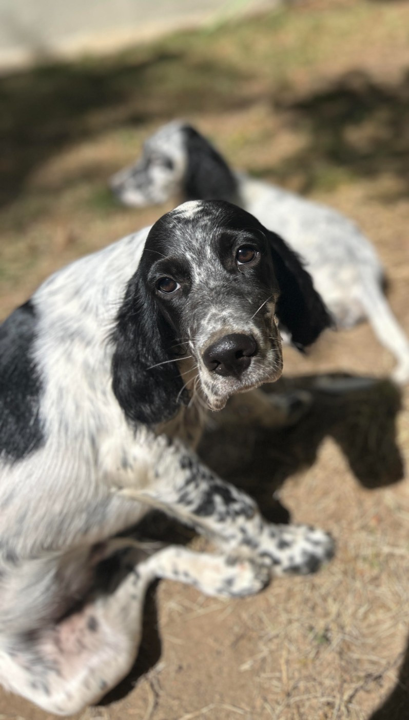 BANDIT Des Rives De La Musstière