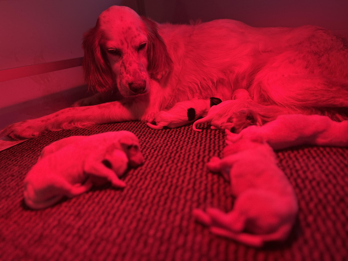 Des Rives De La Musstière - Setter Anglais - Portée née le 15/04/2026